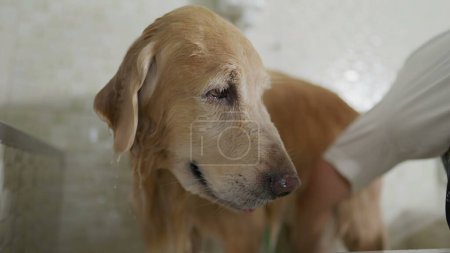 Téléchargez les photos : Gros plan Chien Golden Retriever humide au bain Pet Shop - en image libre de droit