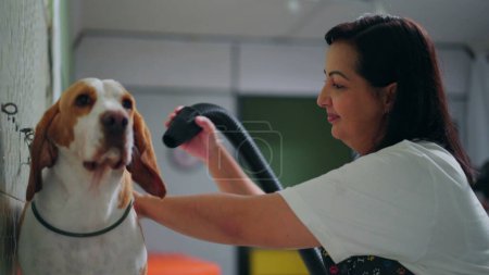 Téléchargez les photos : Pet Pampering / Femme employée sèche doucement la fourrure de Beagle avec sèche-cheveux à l'animalerie locale - en image libre de droit