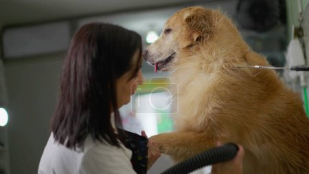 Téléchargez les photos : Heureux propriétaire d'entreprise locale de Pet Shop séchage grand chien Golden Retriever avec séchoir Turbo - en image libre de droit