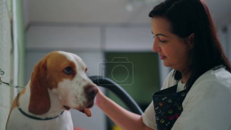 Photo for Pet Pampering/ Woman Employee Gently Dries Beagle's Fur with Hair Dryer at Local Pet Shop - Royalty Free Image