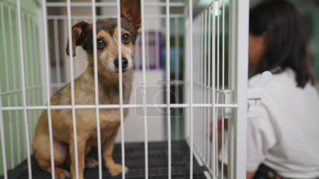 Téléchargez les photos : Employé d'animalerie mettant petit chien dans la cage. Animaux de compagnie dans des barres isolantes - en image libre de droit