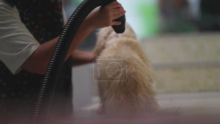 Foto de Tienda de Mascotas Empleado de secado de piel de perro después del baño. Ocupación de trabajo de negocios locales sinceros - Imagen libre de derechos