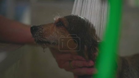 Foto de Lavado Perro pequeño en tienda de mascotas en cámara lenta con cabezal de ducha - Imagen libre de derechos