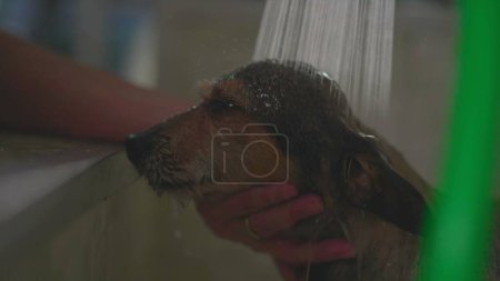 Foto de Lavado Perro pequeño en tienda de mascotas en cámara lenta con cabezal de ducha - Imagen libre de derechos