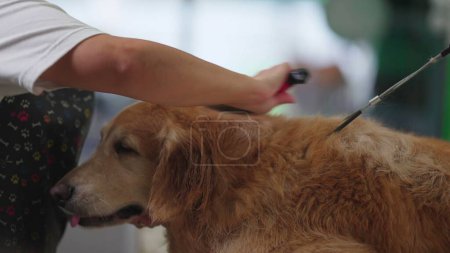 Téléchargez les photos : Entreprise de compassion / Animalerie Employé maîtrisant l'art de peigner un récupérateur d'or Post-bain - en image libre de droit