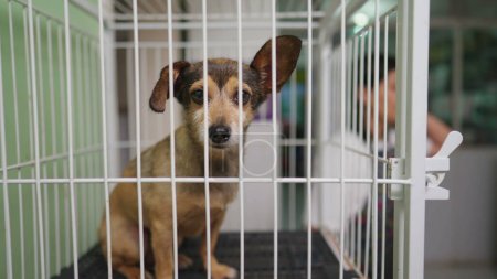 Téléchargez les photos : Employé d'animalerie mettant petit chien dans la cage. Animaux de compagnie dans des barres isolantes - en image libre de droit