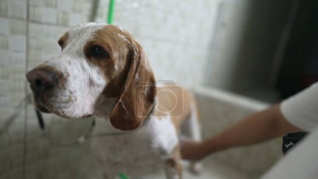 Photo for Professional Pet Shop Services at a Local business. Female employee Washing Dog's Beagle PAW by hand - Royalty Free Image