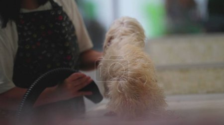 Téléchargez les photos : Animaux de compagnie employé séchage fourrure de chien après le bain. Profession commerciale locale franche - en image libre de droit