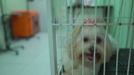 Foto de Tienda de Mascotas Cachorro, Perro Pequeño Viendo Mundo desde Jaula - Imagen libre de derechos