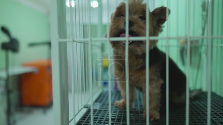 Foto de Perro pequeño en jaula mirando desde los bares de la tienda de mascotas - Imagen libre de derechos