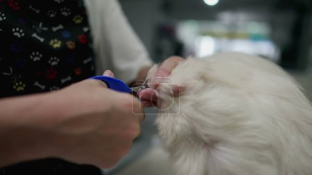 Foto de Primer plano de la tienda de mascotas Empleado recortar uñas de perro y piel de secado - Imagen libre de derechos