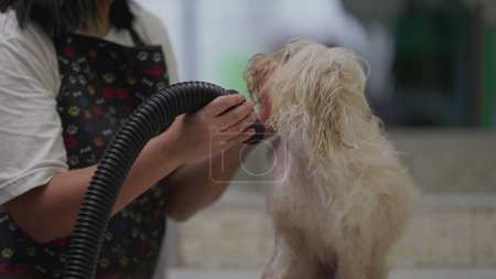Foto de Secado de perro Shih-Tzu en Pet Shop. Aseo de empleados perro en los negocios locales - Imagen libre de derechos