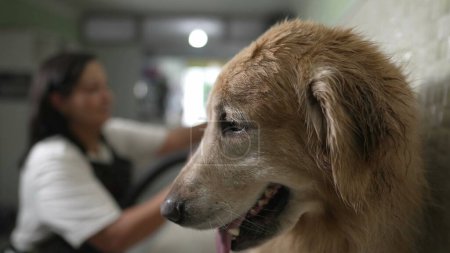 Téléchargez les photos : Happy Pet Shop propriétaire séchage Golden Retriever fourrure de chien avec séchoir à tube - en image libre de droit