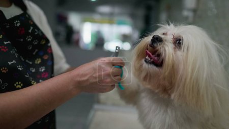 Téléchargez les photos : Bâillement de chien pendant la tonte des ongles par employé de l'animalerie / service de toilettage local - en image libre de droit