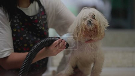 Téléchargez les photos : Séchage Chien Shih-Tzu à Pet Shop. Chien de toilettage des employés à l'entreprise locale - en image libre de droit