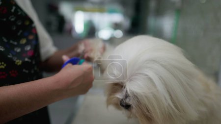 Foto de Bostezo de perro durante el corte de uñas por el servicio de peluquería local / empleado de la tienda de mascotas - Imagen libre de derechos