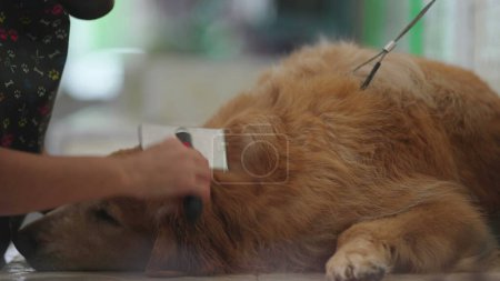 Photo for Pet Shop Serenity. Leisurely Grooming a Tranquil Golden Retriever, The Art of Animal Care - Royalty Free Image