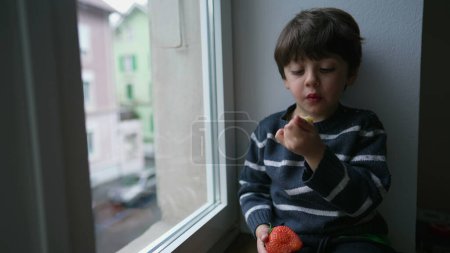 Téléchargez les photos : Enfant contemplatif mangeant des fruits à baies par la fenêtre regardant depuis l'appartement du deuxième étage. Petit garçon prenant une bouchée de fraise, grignotant avec une expression coûteuse - en image libre de droit