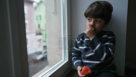 Téléchargez les photos : Enfant contemplatif mangeant des fruits à baies par la fenêtre regardant depuis l'appartement du deuxième étage. Petit garçon prenant une bouchée de fraise, grignotant avec une expression coûteuse - en image libre de droit