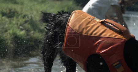 Téléchargez les photos : Canine secouant l'eau près du lac en 800 ips Mouvement lent ? Les gouttelettes d'eau se dispersent au fur et à mesure que le chien sèche près du rivage - en image libre de droit