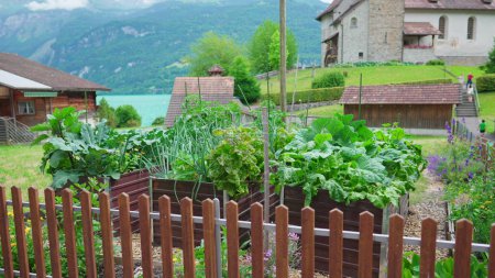 Photo for Organic local farm in Switzerland, lettuce and greens protected by fence in scenic rural mountain view with Church in background - Royalty Free Image