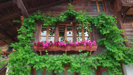 Photo for Swiss Chalet Window plants and flowers decoration, rustic farmhouse cabin in Europe - Royalty Free Image