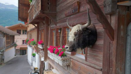 Téléchargez les photos : Cornes de taureau de taxidermie ornant l'extérieur du chalet suisse, Décoration animale rustique dans la cabane - en image libre de droit