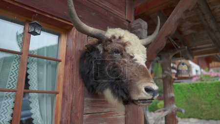 Téléchargez les photos : Chalet suisse orné de cornes de taureau, décor rustique traditionnel de taxidermie en Suisse - en image libre de droit