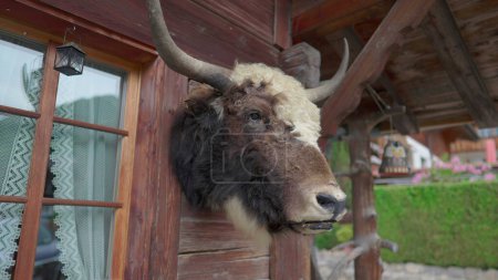 Foto de Chalet suizo adornado con cuernos de toro, decoración tradicional rústica taxidermia en Suiza - Imagen libre de derechos