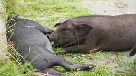 Foto de Piglet amamantando de madre porcina en granja granero - Imagen libre de derechos