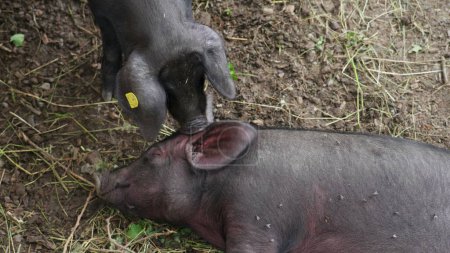 Foto de Cerdo mordisqueando en la oreja de otro cerdo en el entorno de la granja, animales de granja rurales - Imagen libre de derechos