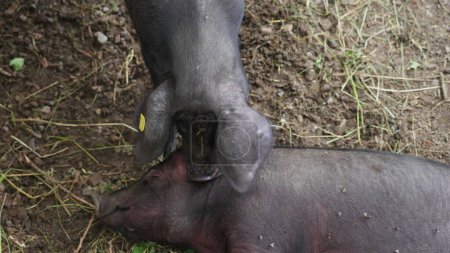 Téléchargez les photos : Pig grignotage sur une autre oreille de cochon dans le cadre de la ferme, animaux de la ferme rurale - en image libre de droit