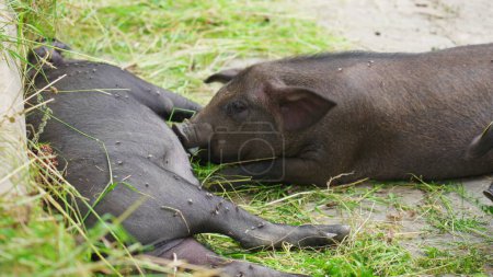 Foto de Piglet amamantando de madre porcina en granja granero - Imagen libre de derechos
