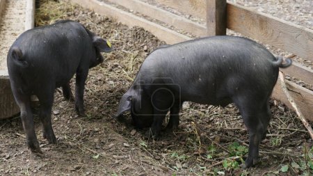 Foto de Cerdos comiendo en granja orgánica, entorno rural, vida agrícola - Imagen libre de derechos