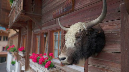 Téléchargez les photos : Taureau aux cornes suspendues à l'extérieur dans un chalet suisse. Taxidermie décoration d'animaux. Ferme rustique traditionnelle décor de cabane en Suisse - en image libre de droit
