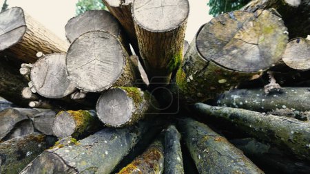 Photo for Stacked Large Wood Logs in Forest After Timber Cutting - Royalty Free Image