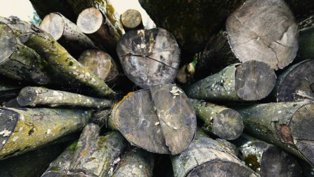 Téléchargez les photos : Grumes de bois empilées dans la forêt après la coupe du bois - en image libre de droit
