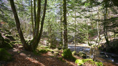Téléchargez les photos : Belle nature pittoresque clip atmosphérique de la forêt avec rivière, environnement vert naturel, nature sauvage paisible - en image libre de droit