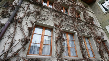 Foto de Edificio de ventanas de fachada y puerta con raíces secas creciendo en la pared - Imagen libre de derechos