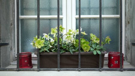 Photo for Plant pot by window behind protective metal gate - Royalty Free Image