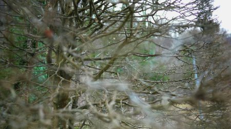 Foto de Ramas secas y patrones fractales ordenados en bosque otoñal, profundidad de campo poco profunda - Imagen libre de derechos