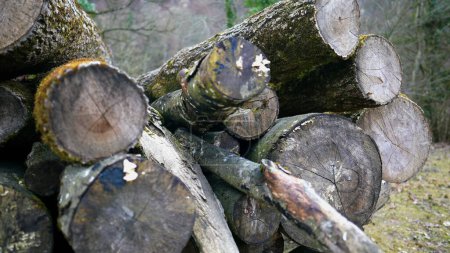 Foto de Montón de troncos de madera cortada, Piezas de madera aserrada apiladas naturalmente - Imagen libre de derechos