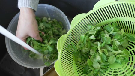 Photo for Washing green leafs on kitchen sink, close-up hand preparing salad food for lunch - Royalty Free Image