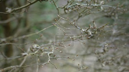 Foto de Naturaleza ramas secas durante la temporada de otoño otoño, patrones naturales fractales en el bosque - Imagen libre de derechos