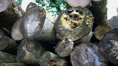 Téléchargez les photos : Pile de souches de bois coupé, pièces en bois sciées empilées naturellement - en image libre de droit