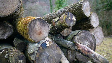 Photo for Pile of Cut Wood Stumps, Stacked Sawn Wooden Pieces Naturally - Royalty Free Image