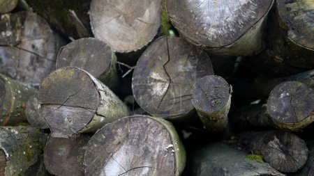 Téléchargez les photos : Gros morceaux de bois empilés ensemble dans la zone de coupe forestière - en image libre de droit