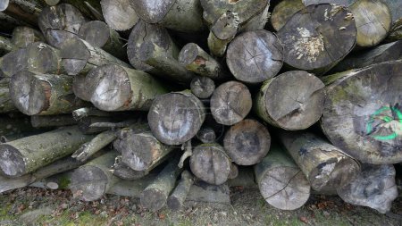 Téléchargez les photos : Pile empilée de souches de bois scié dans un cadre naturel - en image libre de droit