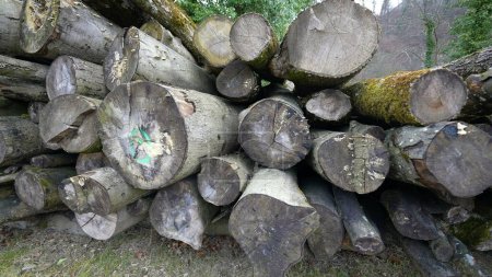 Foto de Montón apilado de troncos de madera aserrada en entorno natural - Imagen libre de derechos