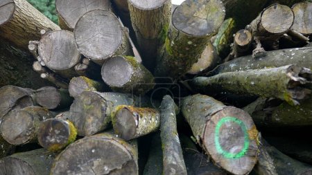 Photo for Large pieces of wood stacked together in forest cutting area - Royalty Free Image